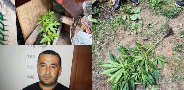 Qəbələdə çətənə kolları yetişdirən şəxs saxlanılıb