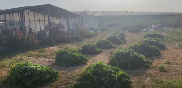 Bakıda xüsusi əməliyyat - 881 kiloqram çətənə kolu aşkarlandı