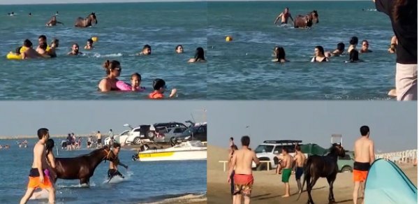Atları çimərliyə salan şəxs məsuliyyətə cəlb edildi