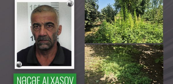 Fındıq bağında çətənə kolu yetişdirən şəxs həbs olundu
