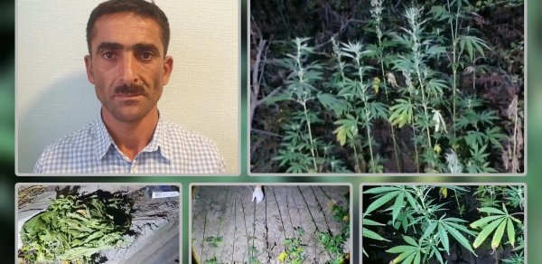 Lerikdə meşə massivində çətənə kolları yetişdirən şəxs saxlanılıb