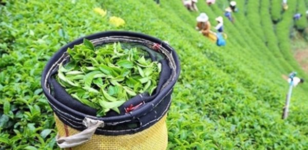 Azərbaycan çay idxalını azaldıb, ixracını artırıb