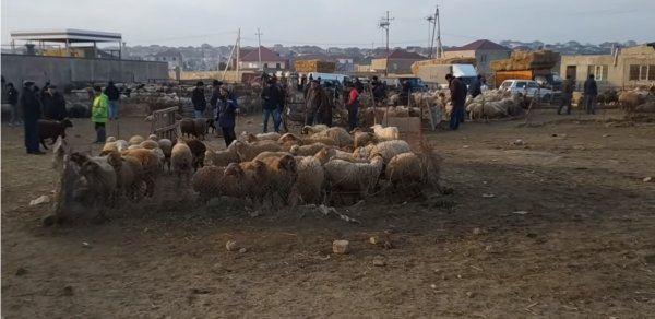 Azərbaycanda heyvan bazarlarında məhdudiyyətlər tətbiq olunacaq - BU TARİXDƏN