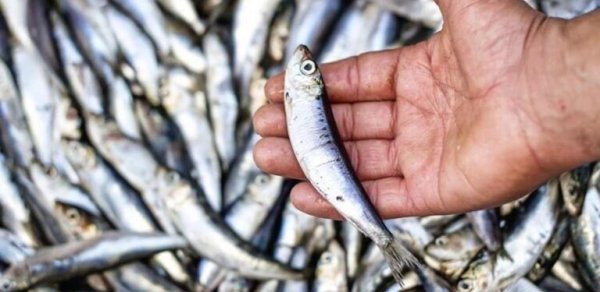 Bu balıq qan şəkərinin stabilləşdirilməsində ən faydalısıdır