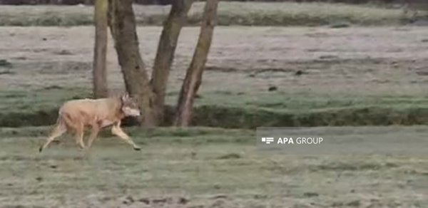 Bu kəndlərə bir neçə gündür canavarlar hücum edir