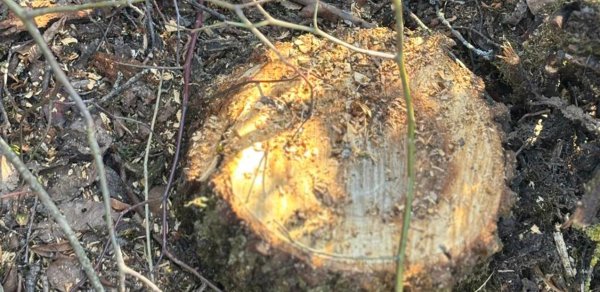 40 ağacı kəsdiyinə görə cinayət işi başladı - Foto