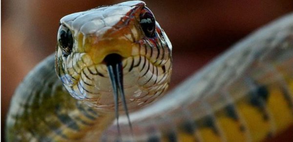 Hindistanda qəribə hadisə – İlan turisti dişlədi, özü öldü