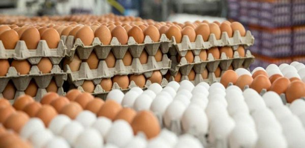 Azərbaycan yumurta ixracını müvəqqəti dayandırdı