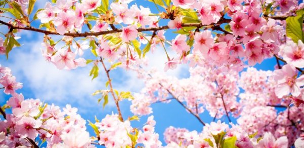 Azərbaycana yaz gəldi