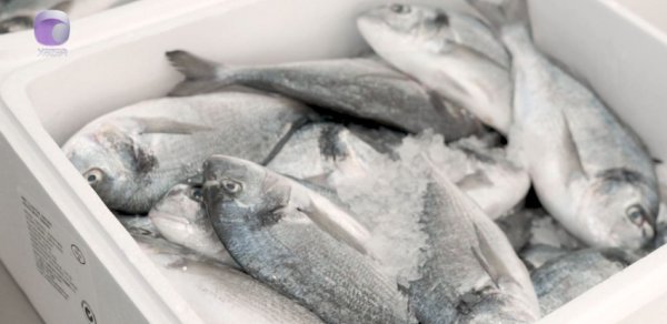 Marketlərdən balıq alarkən DİQQƏTLİ OLUN - VİDEO