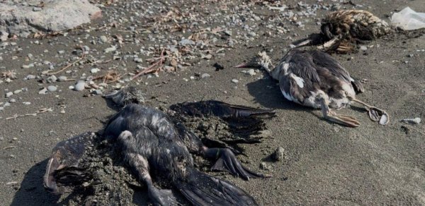 Lənkəranda dəniz sahilində qarabatdaqlar kütləvi tələf olur