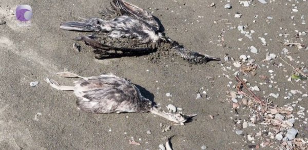 Xəzərin Lənkəran sahillərində yaşayanlar ilk dəfə belə bir mənzərəni görüblər - VİDEO