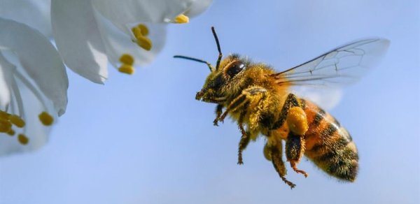 Azərbaycana təhlükəli arılar gətirilib - XƏBƏRDARLIQ