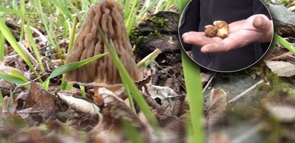 "Şəkərin 1 nömrəli dərmanıdır" - Möcüzəvi təsiri olan məhsulun daha hansı faydaları var? - VİDEO