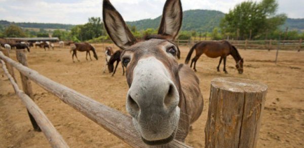 At və uzunqulaqların sayı kəskin azalıb: Səbəb nədir? - VİDEO