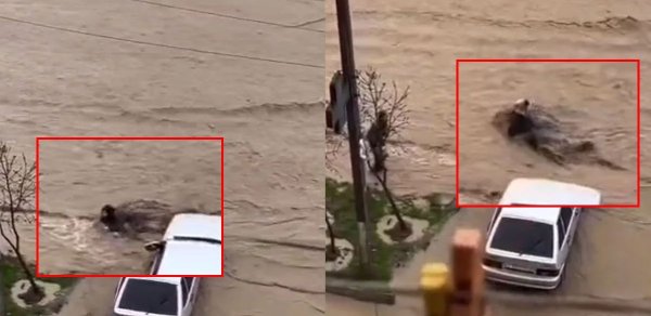 Mahaçqalada güclü yağışın dəhşətli fəsadları: Küçədə qadını su apardı - VİDEO