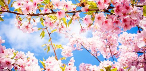 Temperatur 20 dərəcəyədək artacaq - Hava proqnozu