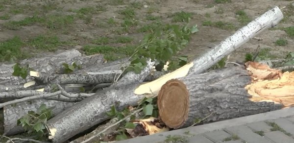 Qaraçuxurda ağac yola aşdı: Hərəkət məhdudlaşdı - FOTO