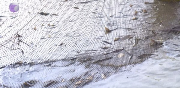 Bu gündən balıq ovuna QADAĞA - VİDEO