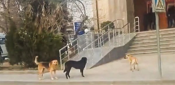 15 gündə 26 nəfəri it dişləyib - 9-u uşaqdır