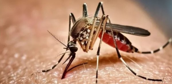 Ağcaqanadlar ən çox kimləri sancırlar?