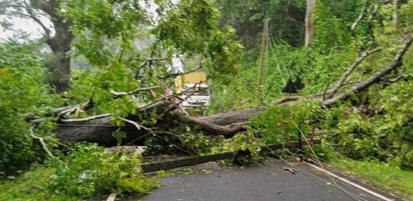 Paytaxtda ağac aşdı, yol bağlandı