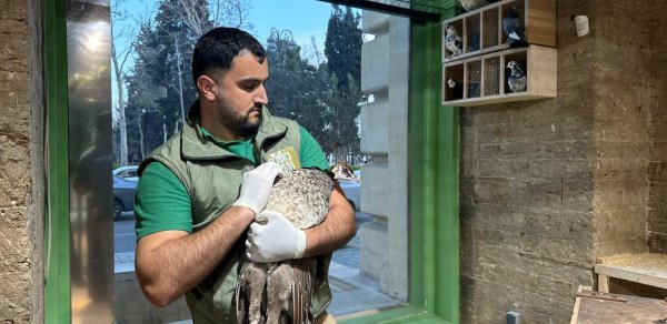 Qanunsuz saxlanılan vəhşi heyvanlar xilas edildi - FOTOLAR