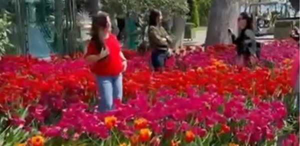 Bulvarda gülləri əzən 10 nəfər polisə çağırıldı - VİDEO