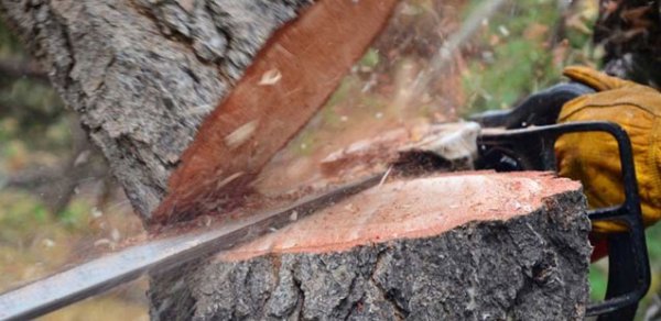 Son 1 həftədə təbiətə 133 mindən çox ziyan vuruldu