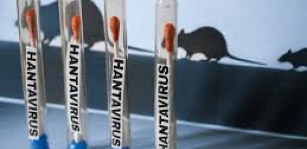 Hantavirusla bağlı Avropanın daha bir ölkəsində karantin