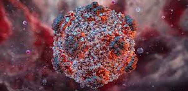 “Hantavirus” nə qədər təhlükəlidir? – İnfeksionistdən açıqlama