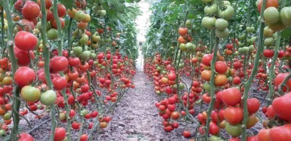 Azərbaycanda ilk dəfə: Cəbrayılda nəhəng istixana aqroparkı yaradılacaq