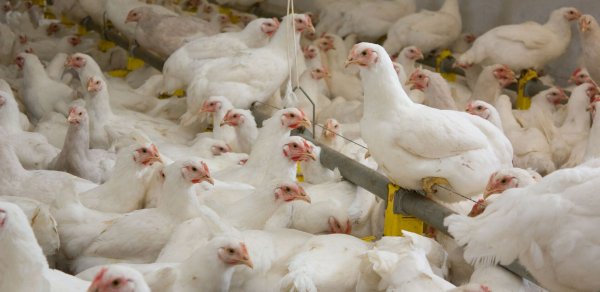 Azərbaycanda hormonlu broyler toyuqları yetişdirilir? - AQTA sədri AÇIQLADI