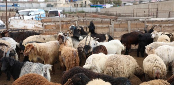 Heyvanların daşınmasına dair yeni tələblərlə bağlı rəsmi AÇIQLAMA