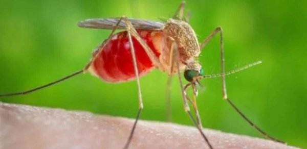 Ağcaqanad mənşəli təhlükəli virus yayılır - ÜST-dən xəbərdarlıq
