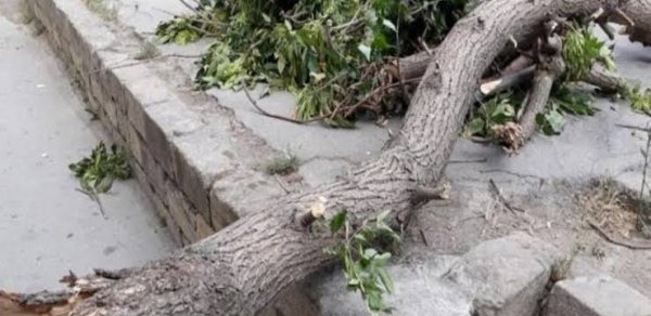 Bakıda güclü külək iki nəfəri xəstəxanalıq etdi
