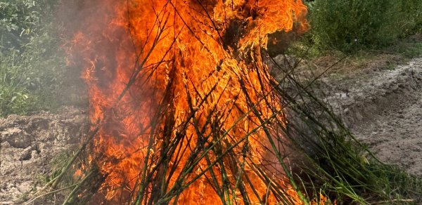 Laçında 1 ton çətənə kolu məhv edildi