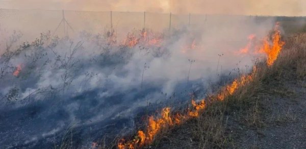 Masallıda güclü yanğin: Alov taxıl sahələrinə keçdi