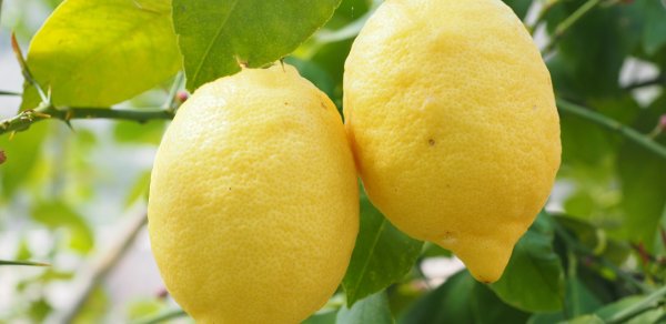 Azərbaycanda limonun qiyməti bahalaşdı - Səbəb nədir? 