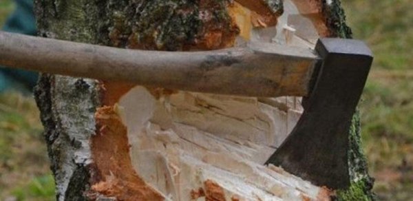Bakı və Zəngilanda ağacların qanunsuz kəsilməsi aşkarlandı