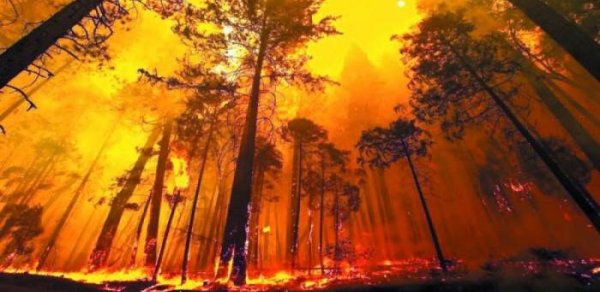 Avropada meşə yanğınlarının vurduğu ziyan açıqlandı