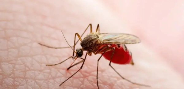 Avropada təhlükəli virus yayılır - 6 nəfər öldü