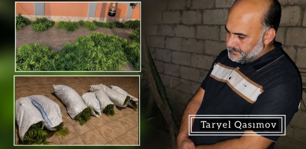 Həyətində narkotik tərkibli bitkilər yetişdirən şəxs saxlanıldı