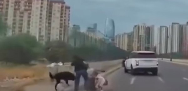Bakıda sahibsiz it uşaqlı qadına hücum etdi - VİDEO