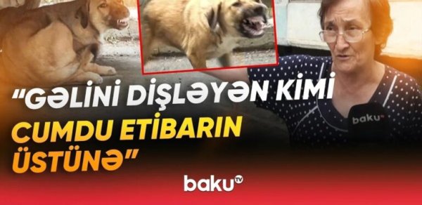 Sakinlərin kabusuna çevrilən küçə itləri dəhşət saçır: 100-dən çox insan xəstəxanalıq olub - VİDEO