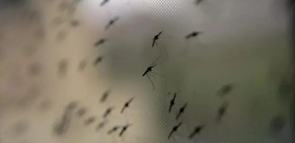 Danq qızdırması can almağa davam edir: 117 nəfər öldü