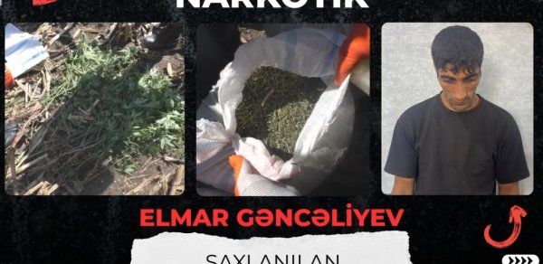 Qarğıdalı sahəsində narkotik əkdi - VİDEO