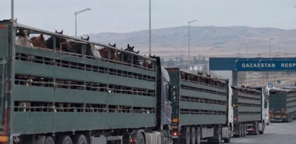 Azərbaycan atları xaricə daşınır – Bu məqsədlə istifadə edirlər