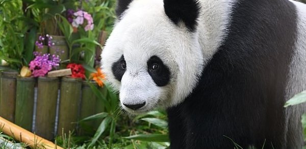 Çin ABŞ-yə iki panda göndərib