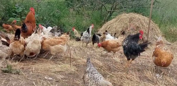 Rayonlarda toyuqlar kütləvi tələf olur – Yeni xəstəlik yayılır?